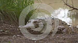 Huge orinoco crocodile  near water, Wisirare Park