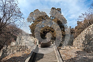 Huge overgrown tree growing out of an ancient stone gate on Tai Shan, China