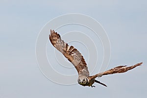 Huge owl flying against blue sky