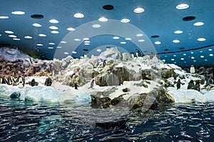 Huge pack of penguins in artifical environment at zoo.