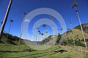 The huge palm trees of Cocora Valley in Colombia photo