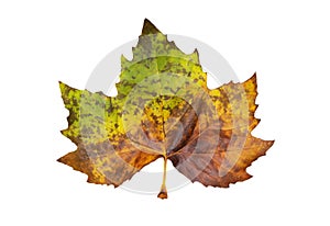 Huge partially colored maple leaf isolated on white background. Close-up shot, top view