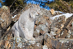 Huge paws on lynx