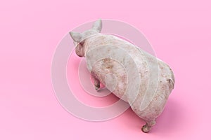 Huge pig isolated on pink