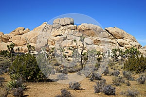 A huge pile of boulders with joshua trees on the foreground