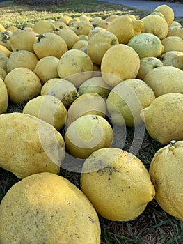 Huge Pile of Lemons, Large Thick Skinned Lemons