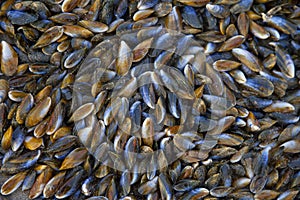 Huge pile of mussels on beach
