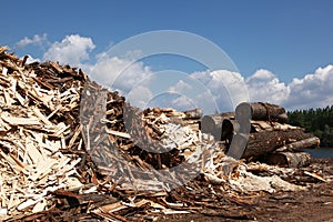 Huge pile of wood waste