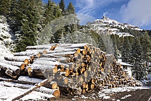 Huge piles of logs for a lumber factory in Carezza in Trentino Alto Adige