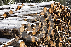Huge piles of logs for a lumber factory in Carezza in Trentino Alto Adige