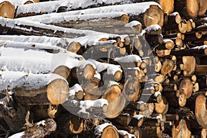 Huge piles of logs for a lumber factory in Carezza in Trentino Alto Adige