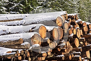 Huge piles of logs for a lumber factory in Carezza in Trentino Alto Adige