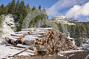 Huge piles of logs for a lumber factory in Carezza in Trentino Alto Adige