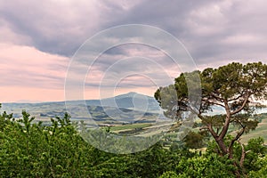 A huge pine tree with a background of endless green meadows of Tuscany crossed by rural roads and finishing beyond the horizon.