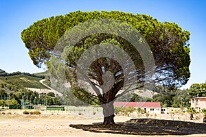 Huge pine tree in South Africa