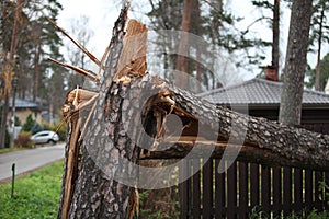 huge pine tree is broken by the storm wind