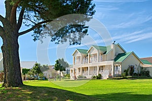 Huge pine tree and expensive house on golf estate