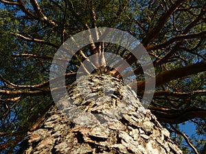 Huge pine tree trunk view from below