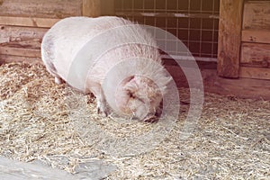 Huge pink pig on animal farm.High quality photo