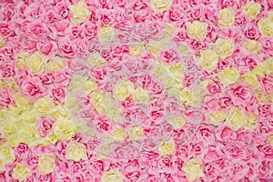 Huge pink and yellow roses background