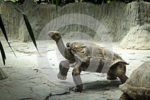 Huge Pinzon Island giant tortoise walking along its paddock, looking for tasty leaves to eat. Chelonoidis duncanensis very old.