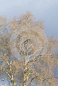 Huge Plane trees in Galicia Spain photo