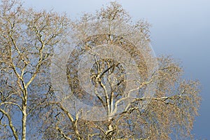 Huge Plane trees in Galicia Spain photo