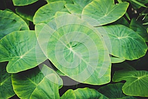 Huge plant leaf closeup, tropical plants leaves macro photo