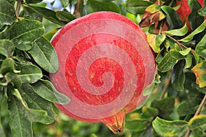 Huge pomegranate in the tree