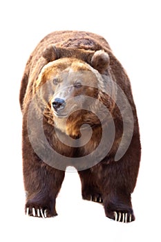 Huge powerful brown bear close-up, strong beast on a stone background,  Isolated on white background