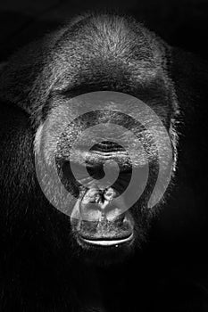 Huge powerful male gorilla, F black and white photo symbol of power