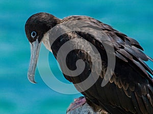 Great Frigatebird in Queensland Australia photo