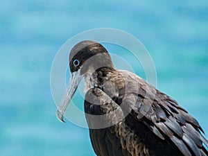 Great Frigatebird in Queensland Australia photo