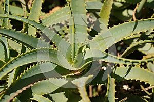 A Huge Prickly Aloe Vera Plant