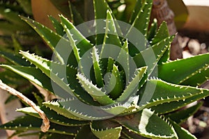 A Huge Prickly Aloe Vera Plant