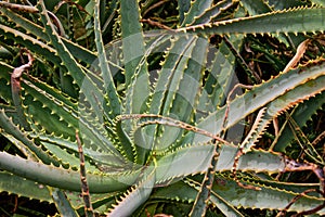 A huge, prickly Aloe Vera plant grows wild