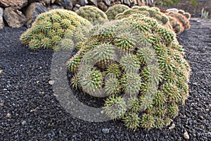 Huge prickly cactus plant in black lava stony soil, Lanzarote