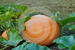 Huge pumpkin in garden