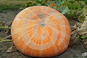 Huge pumpkin in garden