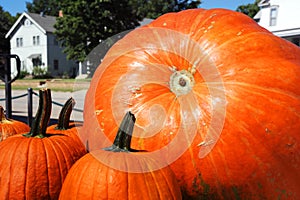 Huge Pumpkin Towers Over Smaller Ones