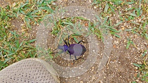 Huge purple beetle crawling on ground with green plants to human foot in shoe.