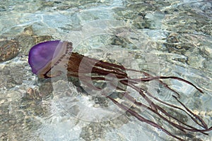 Huge purple jellyfish in shallow water