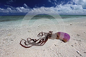 Huge purple jellyfish washed ashore