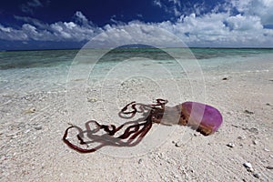 Huge purple jellyfish washed ashore photo