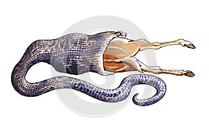 Huge python