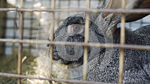 Huge rabbit famele in the cage