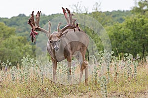 Huge racked whitetail buck coming out of velvet