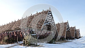 Huge Racks with dried stockfish heads in Laukvik on the Lofoten in Norway in winter