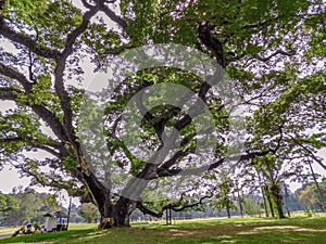 A huge rain tree on a golf course in northern Thailand