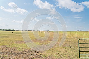 Huge ranch with gate, wire fence and group of cattle grazing grass on prairie in Waxahachie, TX, USA